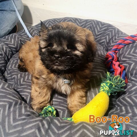 Maltese x Shih Tzu ( Shitzu Shi Tzu Shihtzu Puppy / Puppies