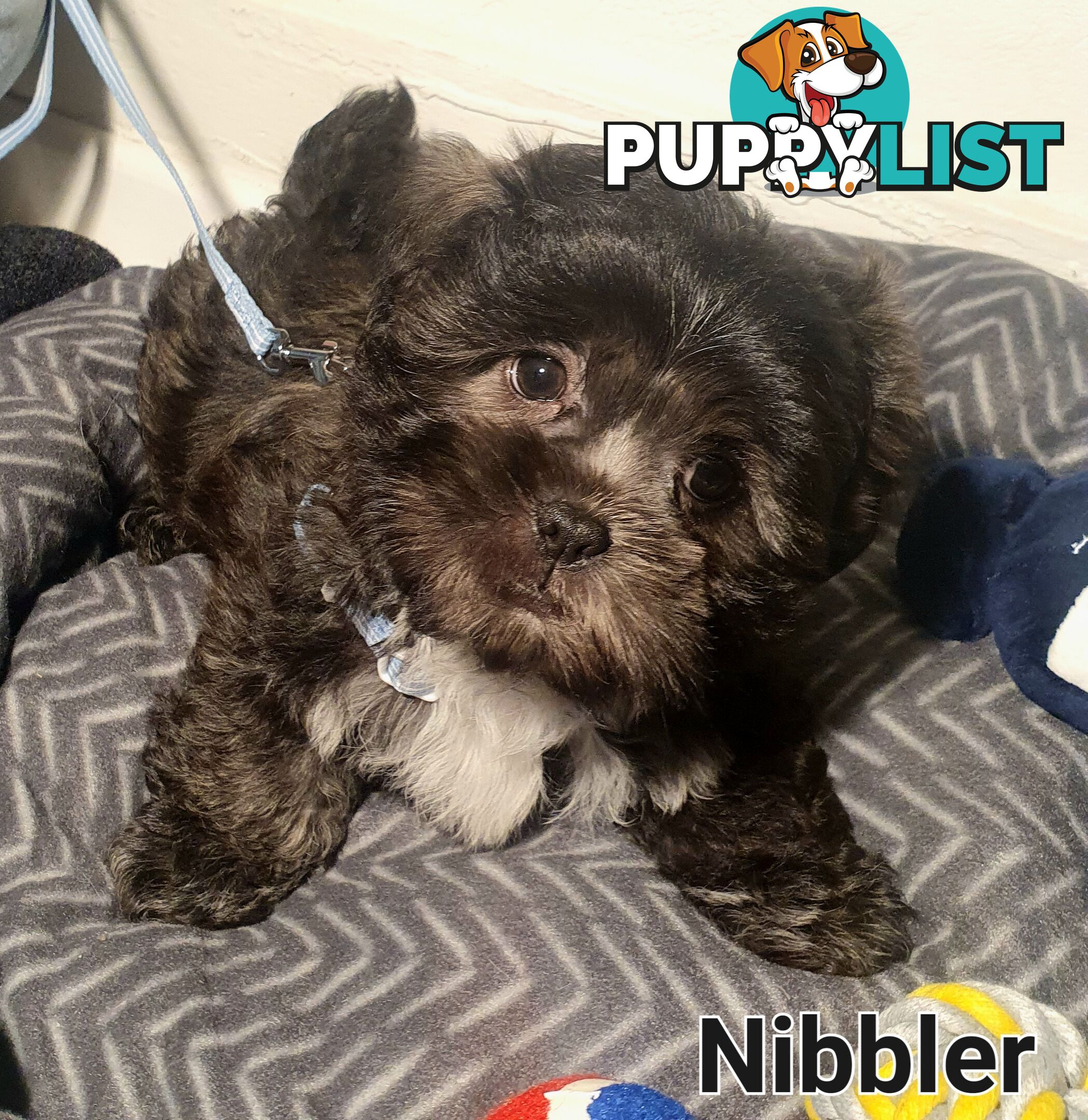 Maltese x Shih Tzu ( Shitzu Shi Tzu Shihtzu Puppy / Puppies