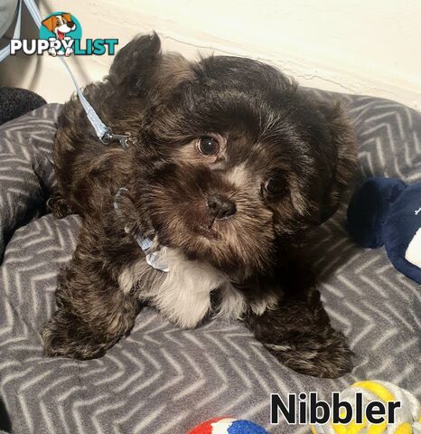 Maltese x Shih Tzu ( Shitzu Shi Tzu Shihtzu Puppy / Puppies