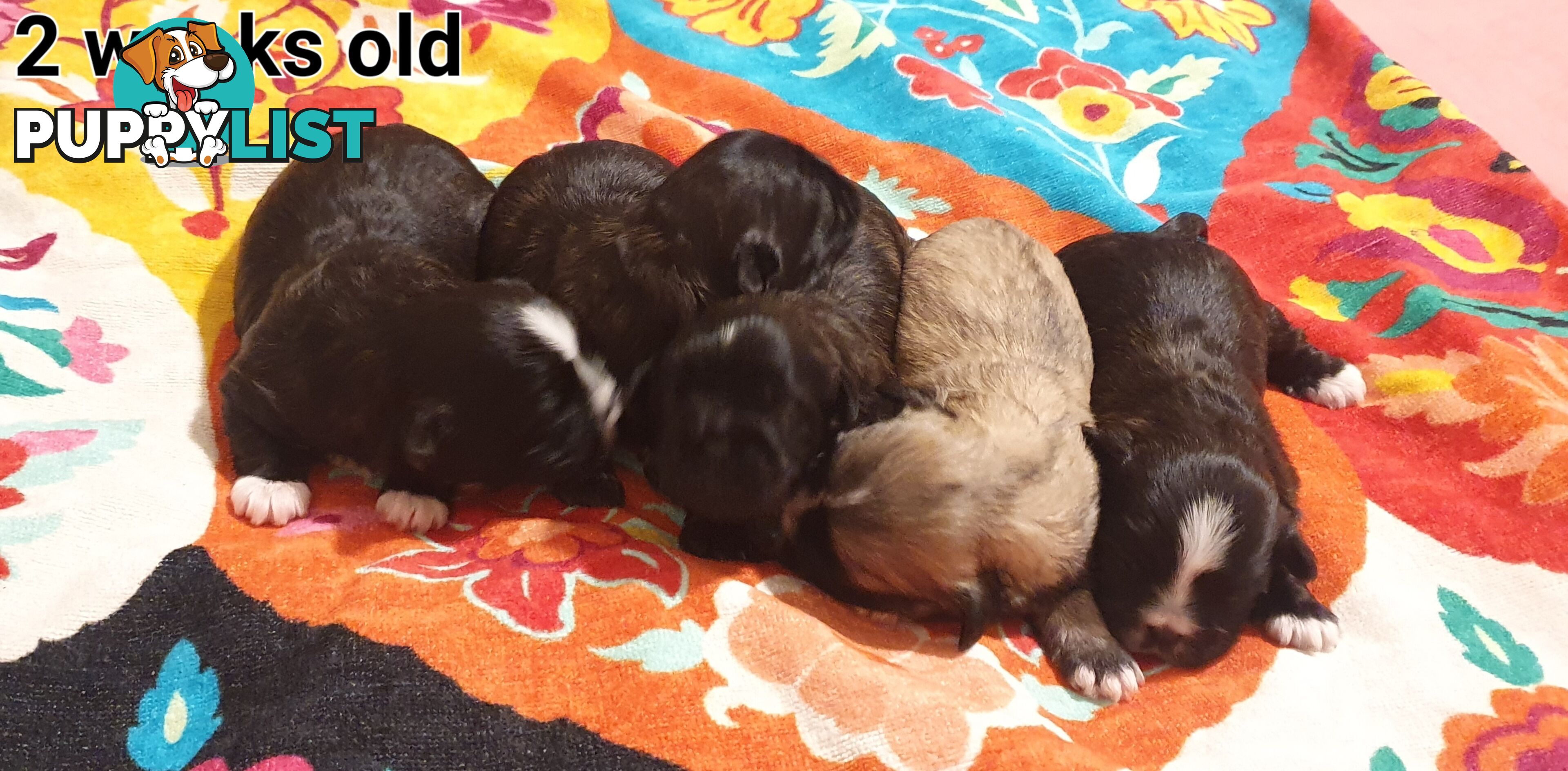Maltese x Shih Tzu (Shitzu, Shi Tzu, Shihtzu) Puppy / Puppies