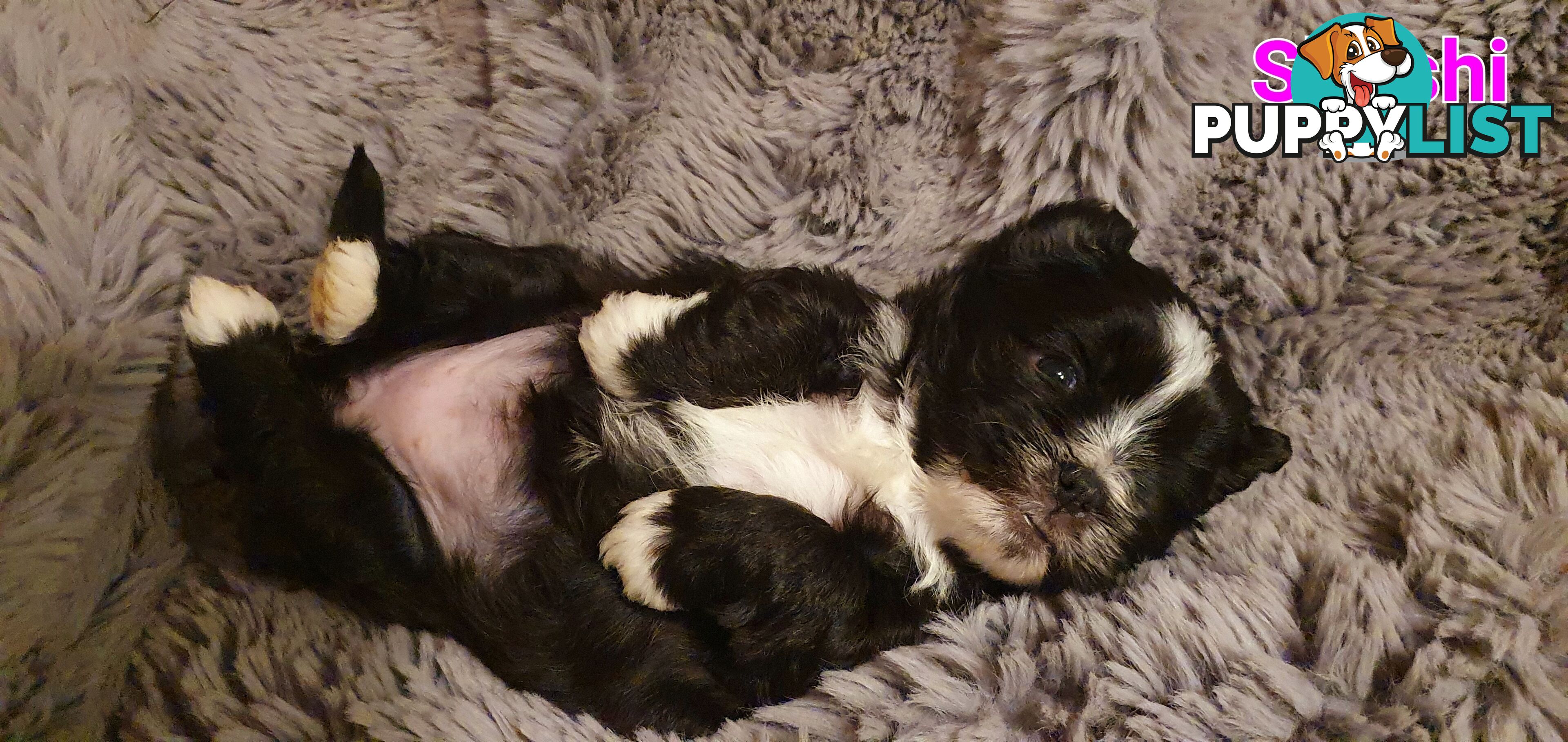 Maltese x Shih Tzu (Shitzu, Shi Tzu, Shihtzu) Puppy / Puppies