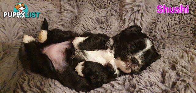 Maltese x Shih Tzu (Shitzu, Shi Tzu, Shihtzu) Puppy / Puppies
