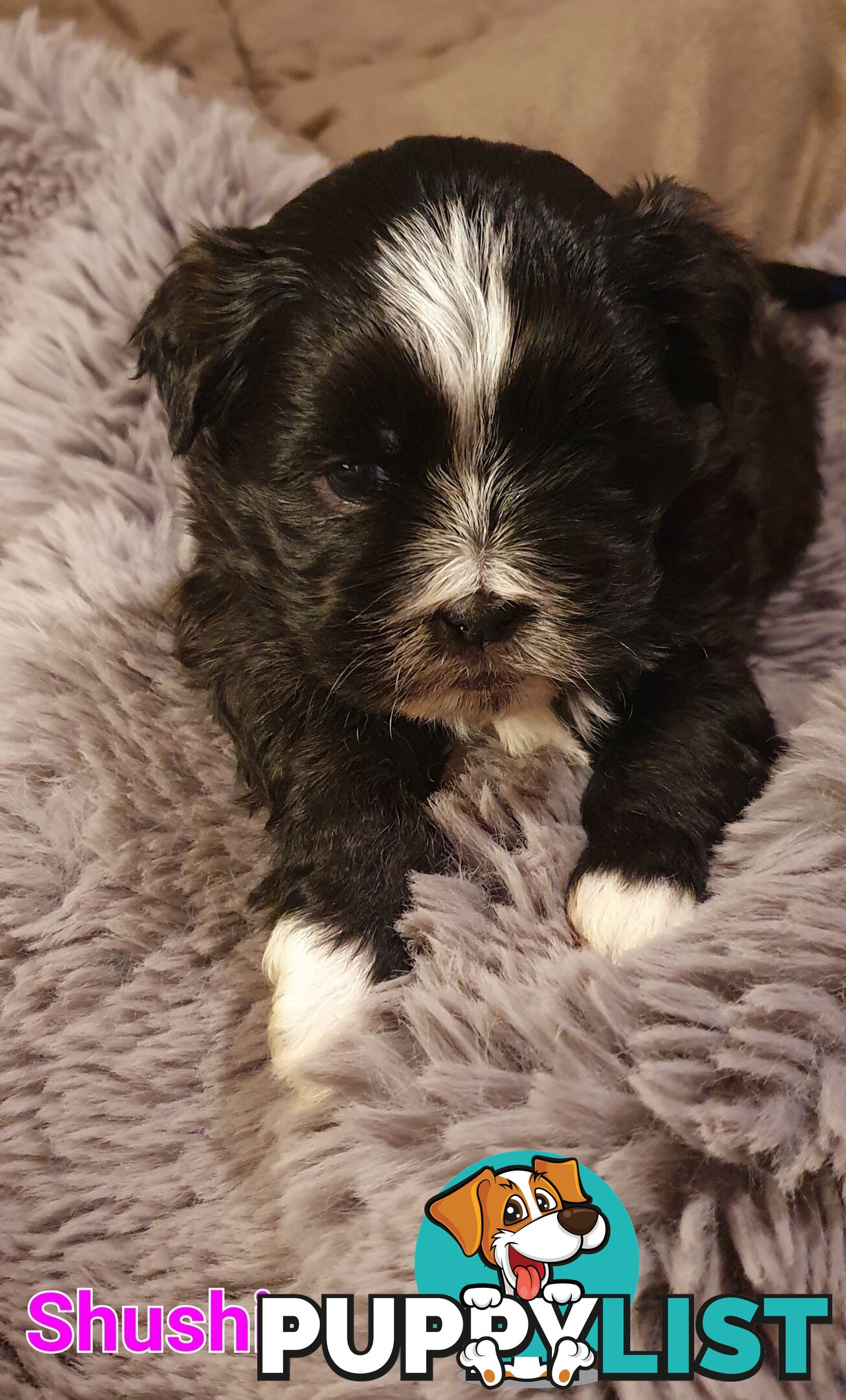Maltese x Shih Tzu (Shitzu, Shi Tzu, Shihtzu) Puppy / Puppies