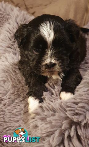 Maltese x Shih Tzu (Shitzu, Shi Tzu, Shihtzu) Puppy / Puppies