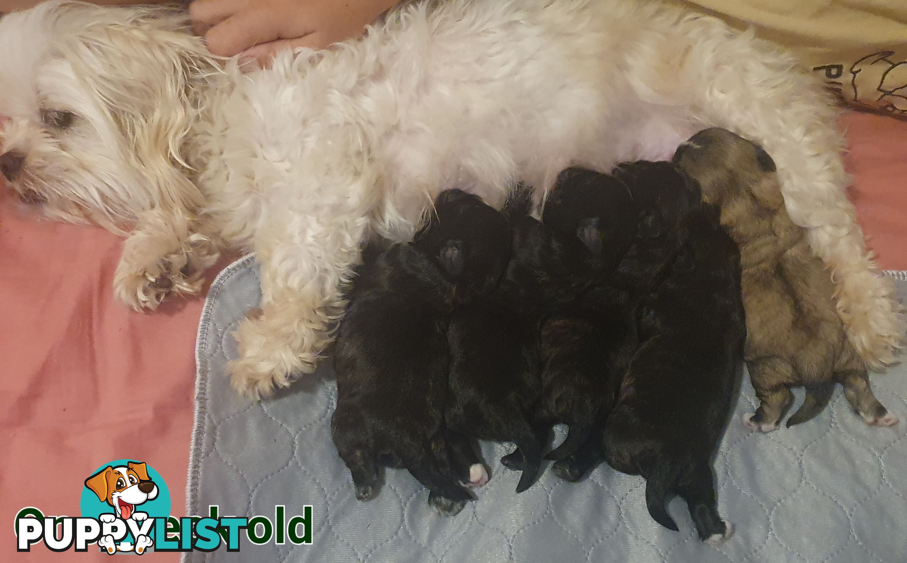 Maltese x Shih Tzu (Shitzu, Shi Tzu, Shihtzu) Puppy / Puppies