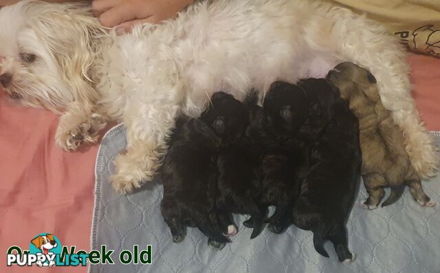 Maltese x Shih Tzu (Shitzu, Shi Tzu, Shihtzu) Puppy / Puppies