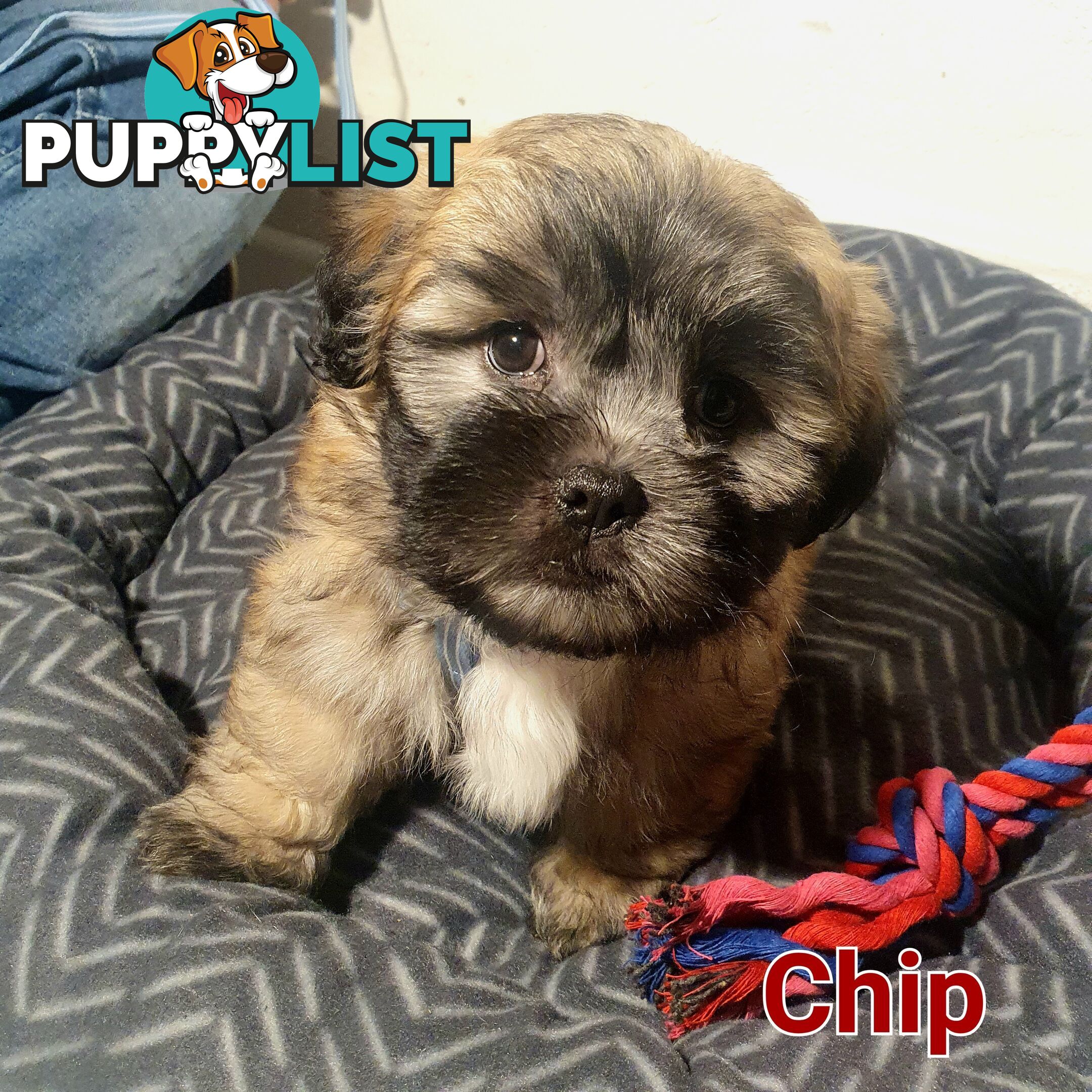 Maltese x Shih Tzu ( Shitzu Shi Tzu Shihtzu Puppy / Puppies