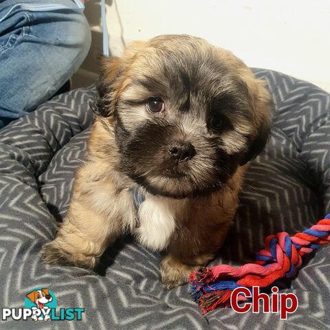 Maltese x Shih Tzu ( Shitzu Shi Tzu Shihtzu Puppy / Puppies
