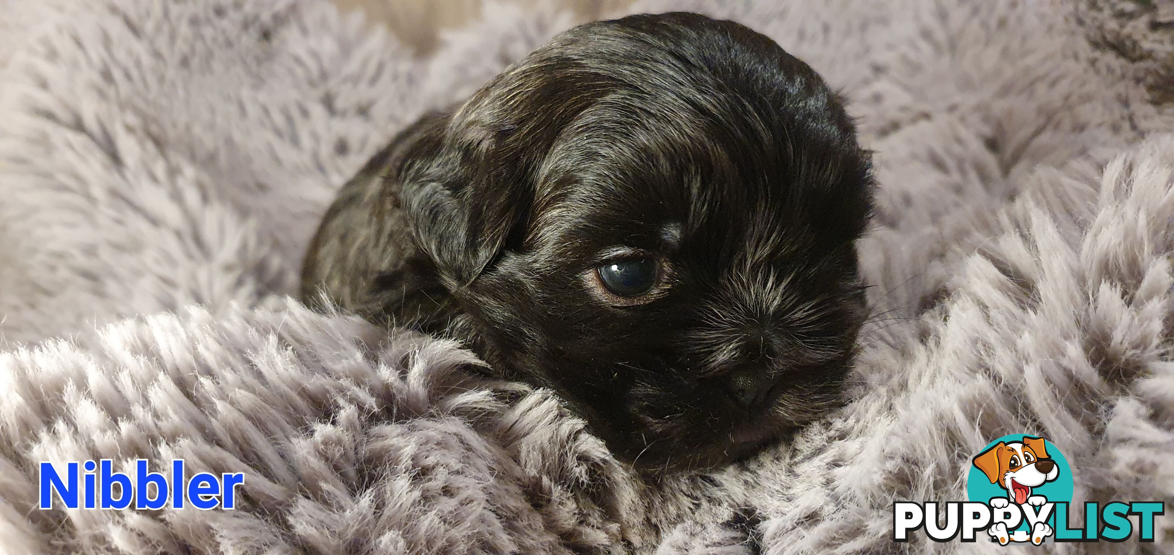 Maltese x Shih Tzu (Shitzu, Shi Tzu, Shihtzu) Puppy / Puppies