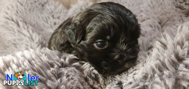 Maltese x Shih Tzu (Shitzu, Shi Tzu, Shihtzu) Puppy / Puppies
