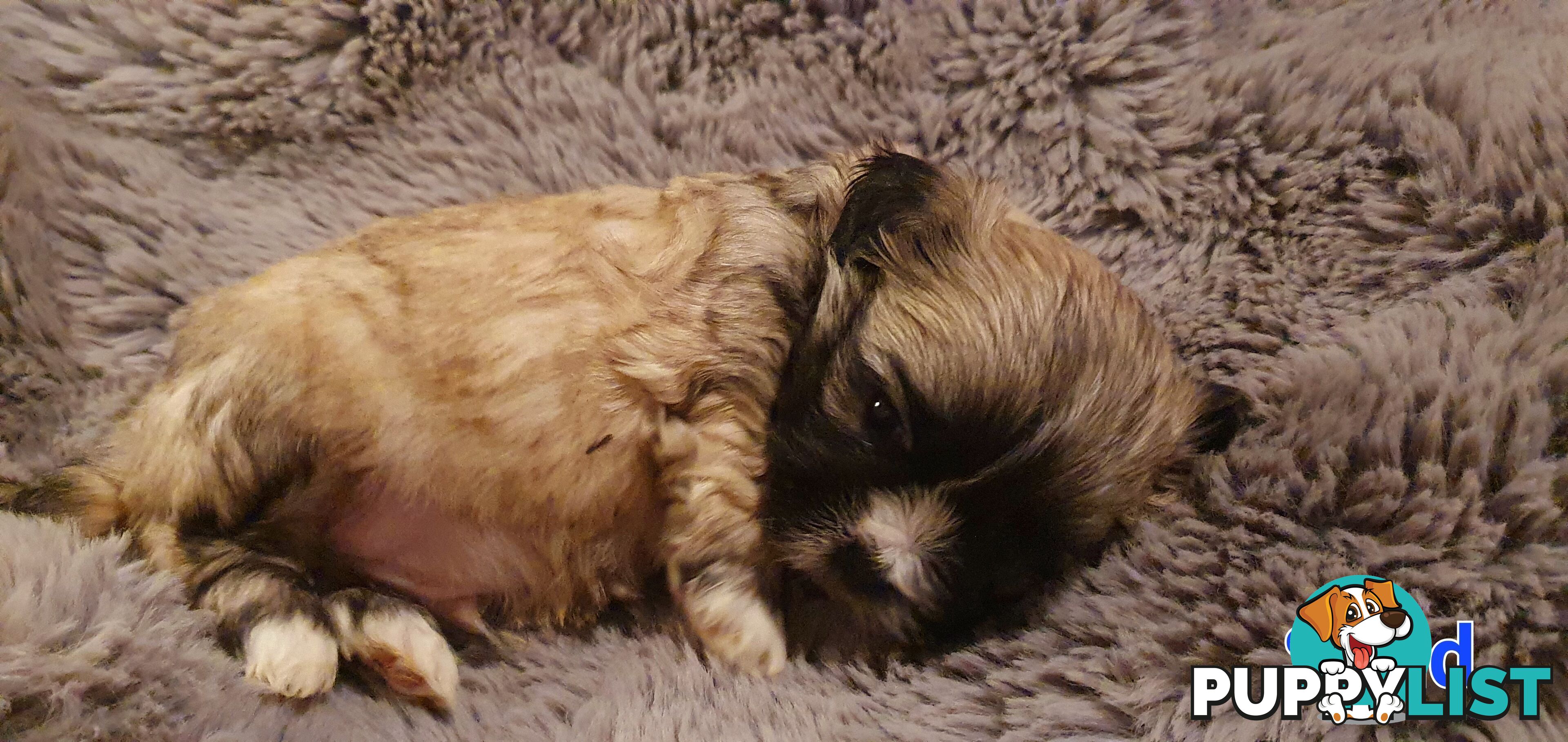 Maltese x Shih Tzu (Shitzu, Shi Tzu, Shihtzu) Puppy / Puppies