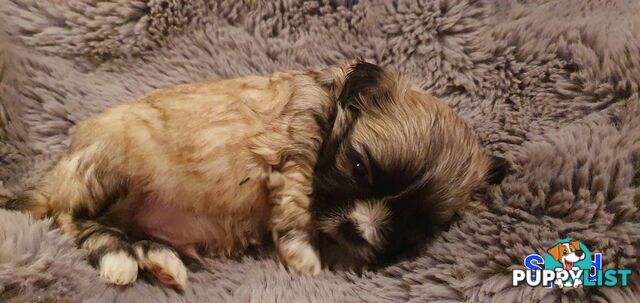 Maltese x Shih Tzu (Shitzu, Shi Tzu, Shihtzu) Puppy / Puppies