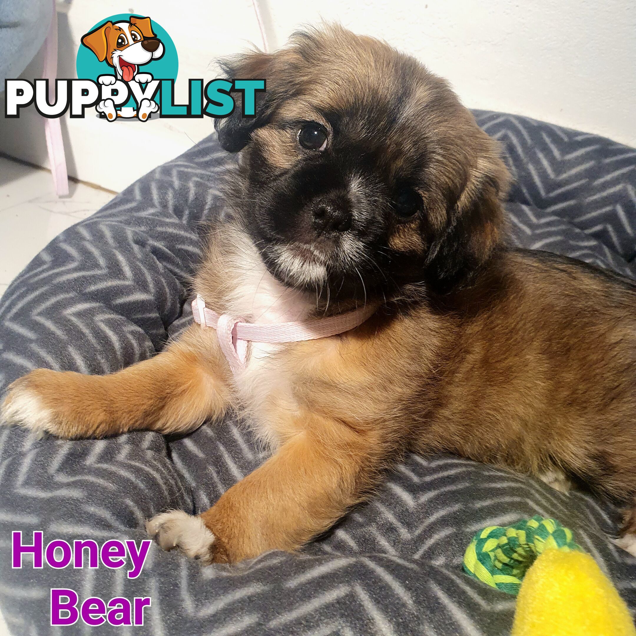 Maltese x Shih Tzu ( Shitzu Shi Tzu Shihtzu Puppy / Puppies