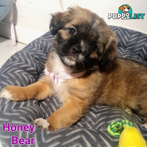 Maltese x Shih Tzu ( Shitzu Shi Tzu Shihtzu Puppy / Puppies