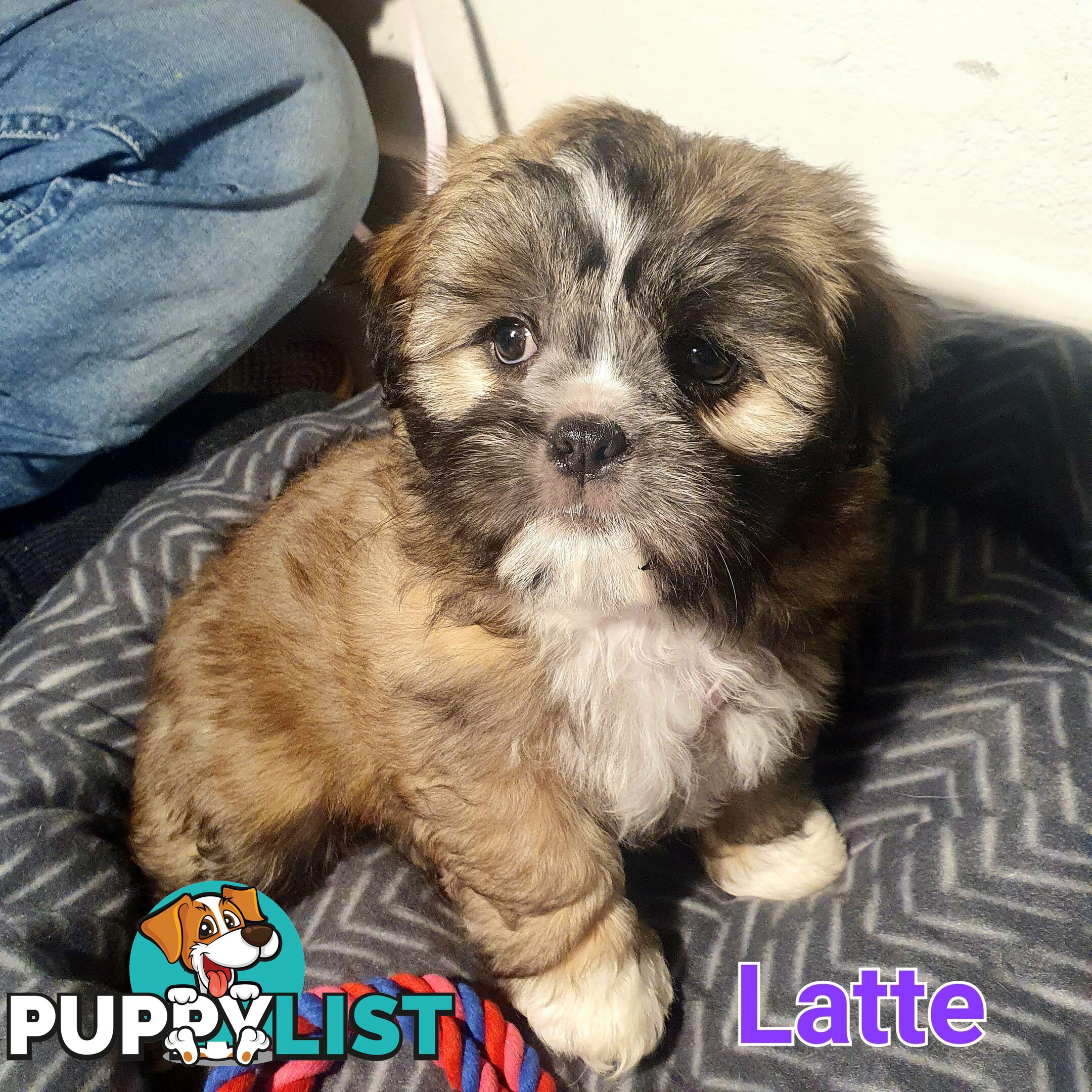 Maltese x Shih Tzu ( Shitzu Shi Tzu Shihtzu Puppy / Puppies