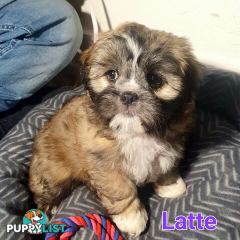 Maltese x Shih Tzu ( Shitzu Shi Tzu Shihtzu Puppy / Puppies