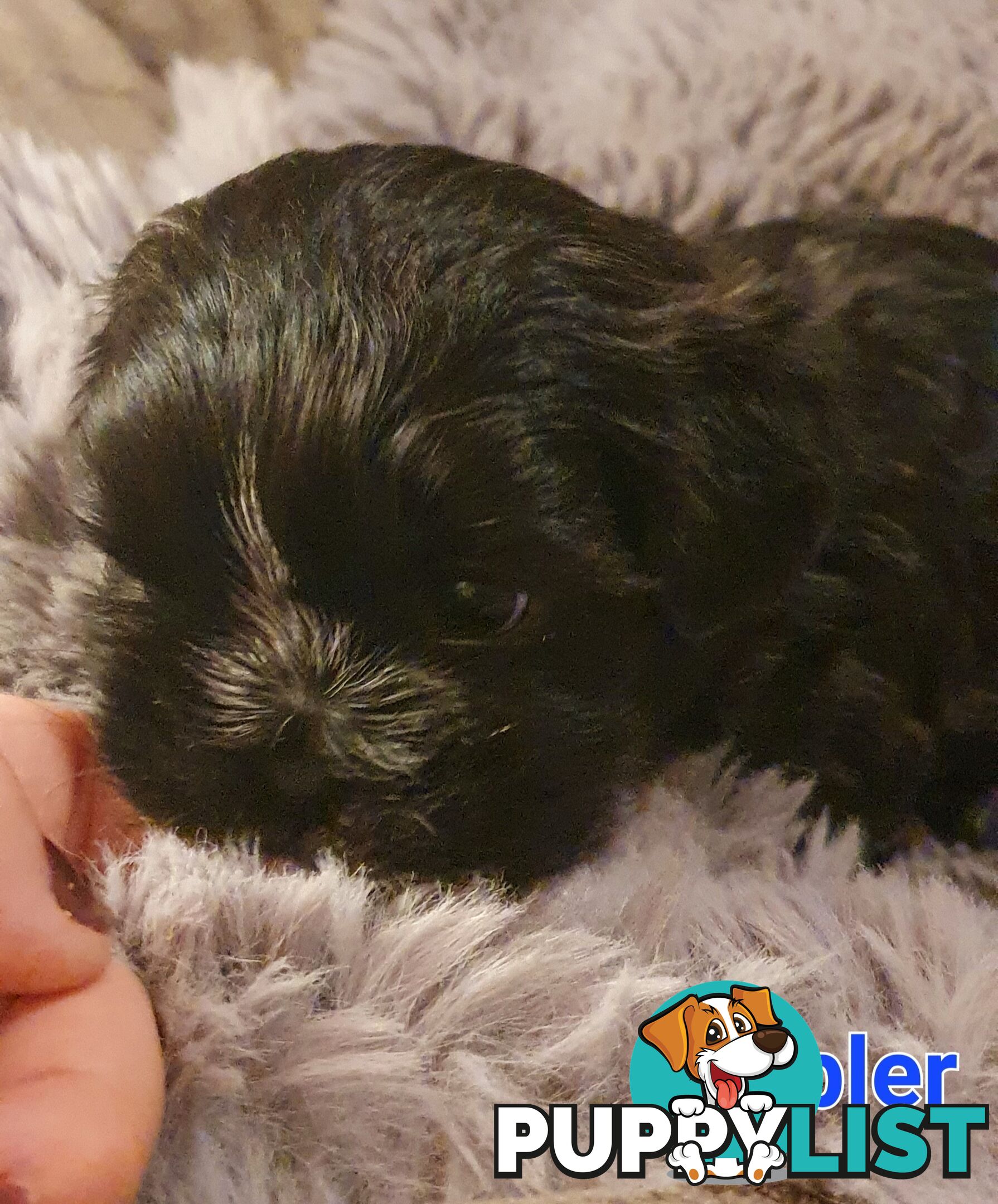 Maltese x Shih Tzu (Shitzu, Shi Tzu, Shihtzu) Puppy / Puppies