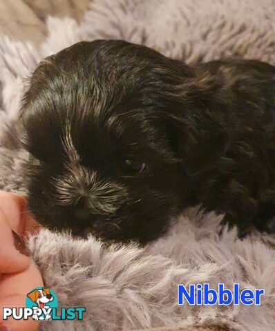 Maltese x Shih Tzu (Shitzu, Shi Tzu, Shihtzu) Puppy / Puppies