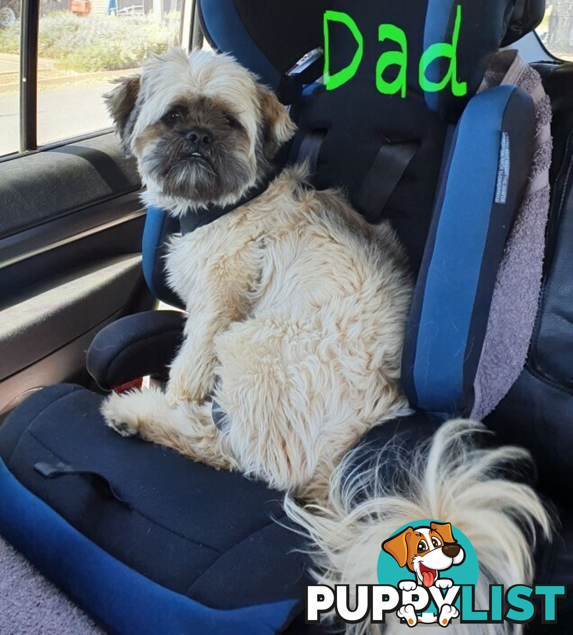 Maltese x Shih Tzu (Shitzu, Shi Tzu, Shihtzu) Puppy / Puppies