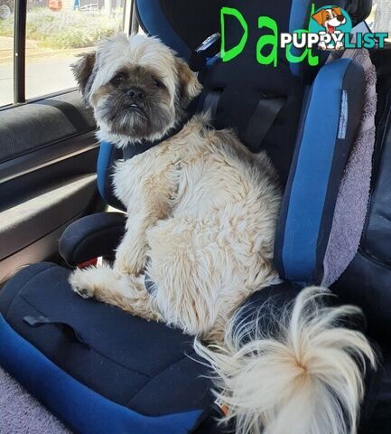 Maltese x Shih Tzu (Shitzu, Shi Tzu, Shihtzu) Puppy / Puppies