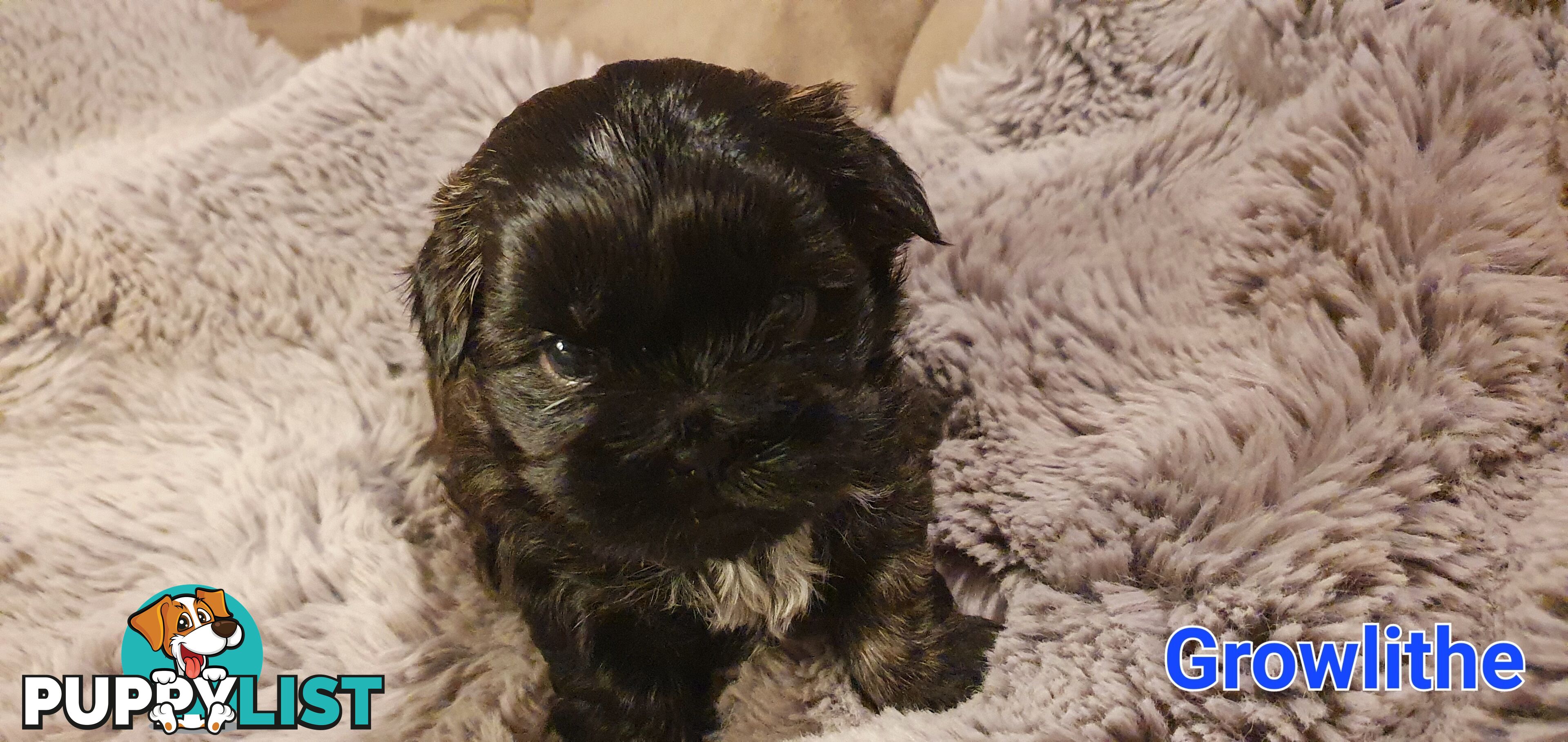 Maltese x Shih Tzu (Shitzu, Shi Tzu, Shihtzu) Puppy / Puppies