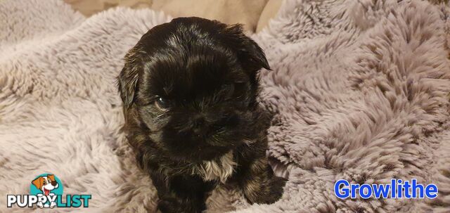 Maltese x Shih Tzu (Shitzu, Shi Tzu, Shihtzu) Puppy / Puppies