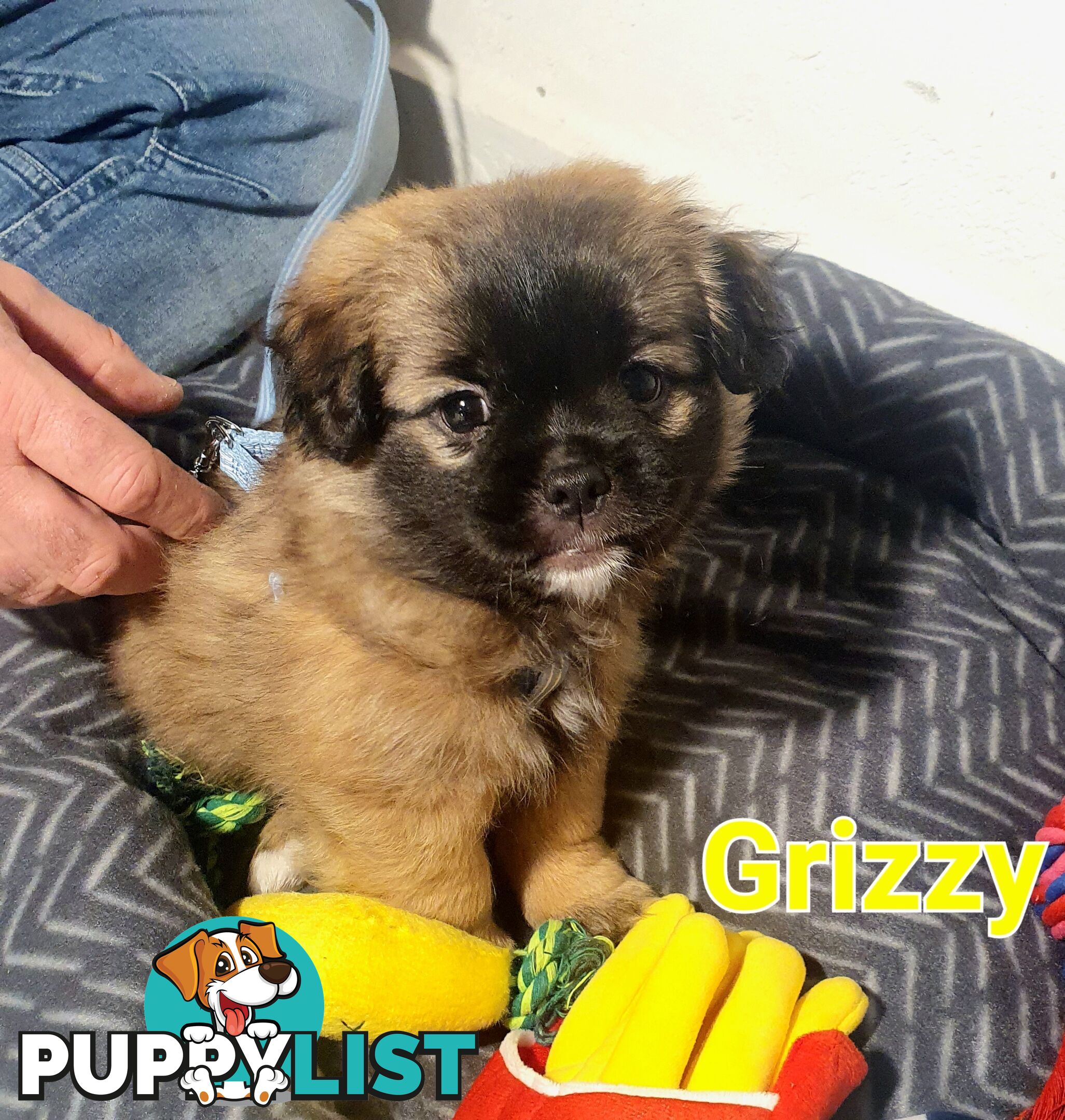 Maltese x Shih Tzu ( Shitzu Shi Tzu Shihtzu Puppy / Puppies