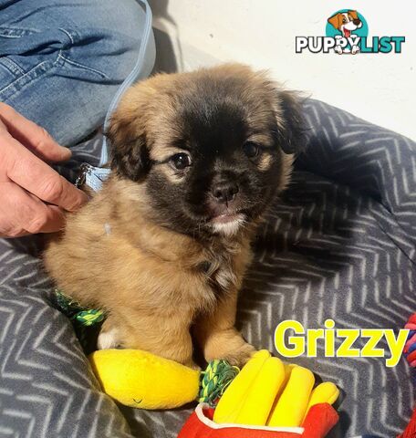 Maltese x Shih Tzu ( Shitzu Shi Tzu Shihtzu Puppy / Puppies