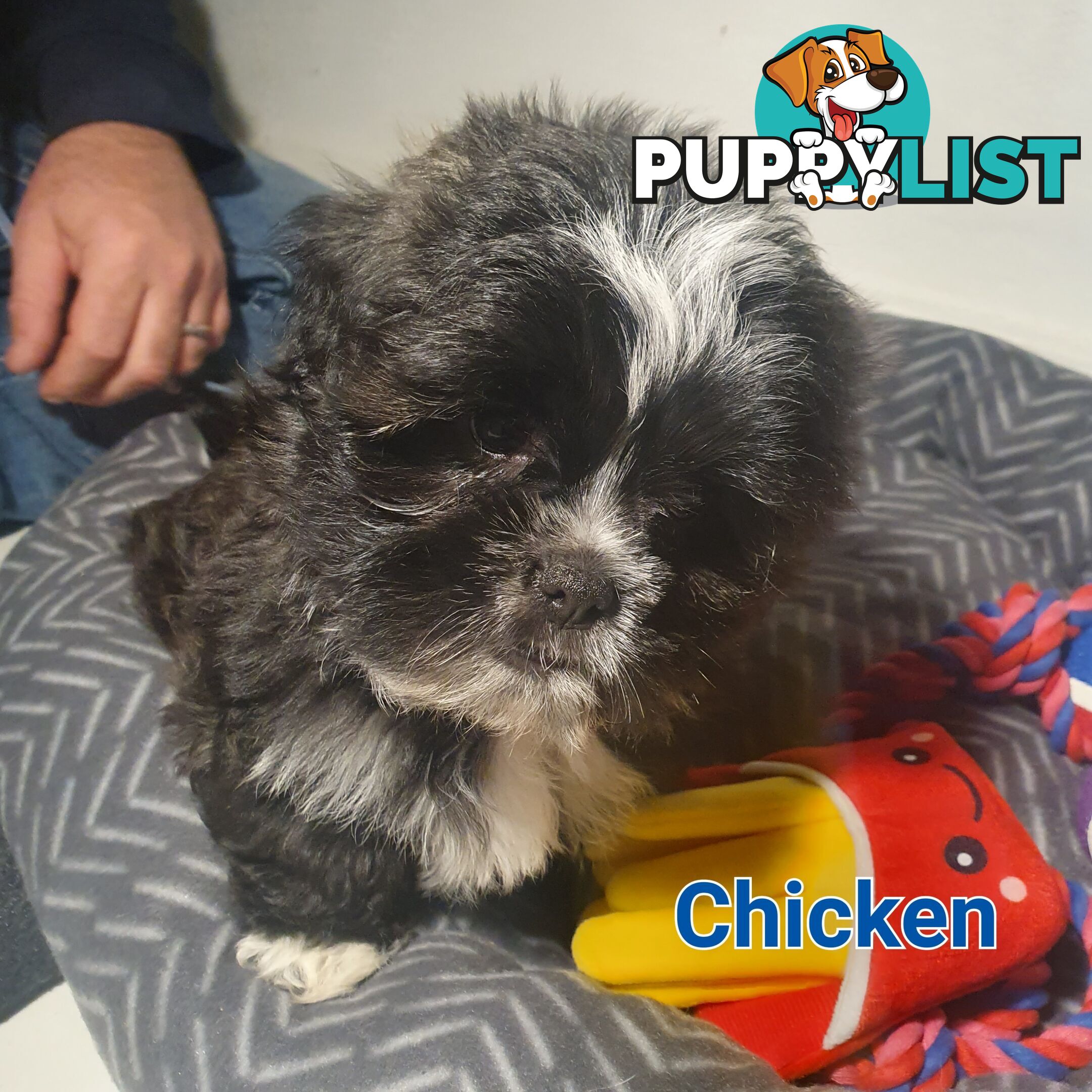 Maltese x Shih Tzu ( Shitzu Shi Tzu Shihtzu Puppy / Puppies