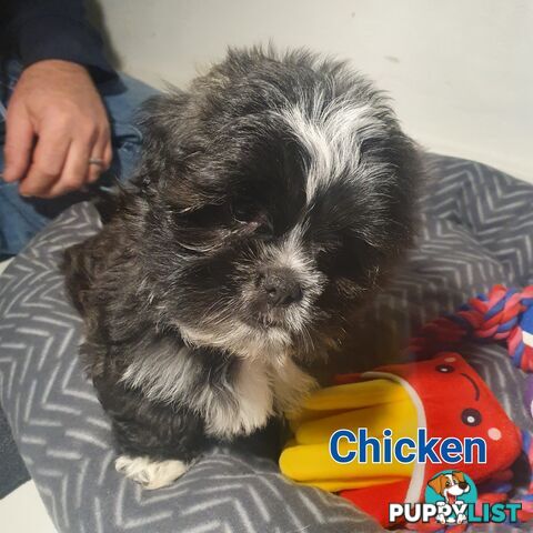 Maltese x Shih Tzu ( Shitzu Shi Tzu Shihtzu Puppy / Puppies