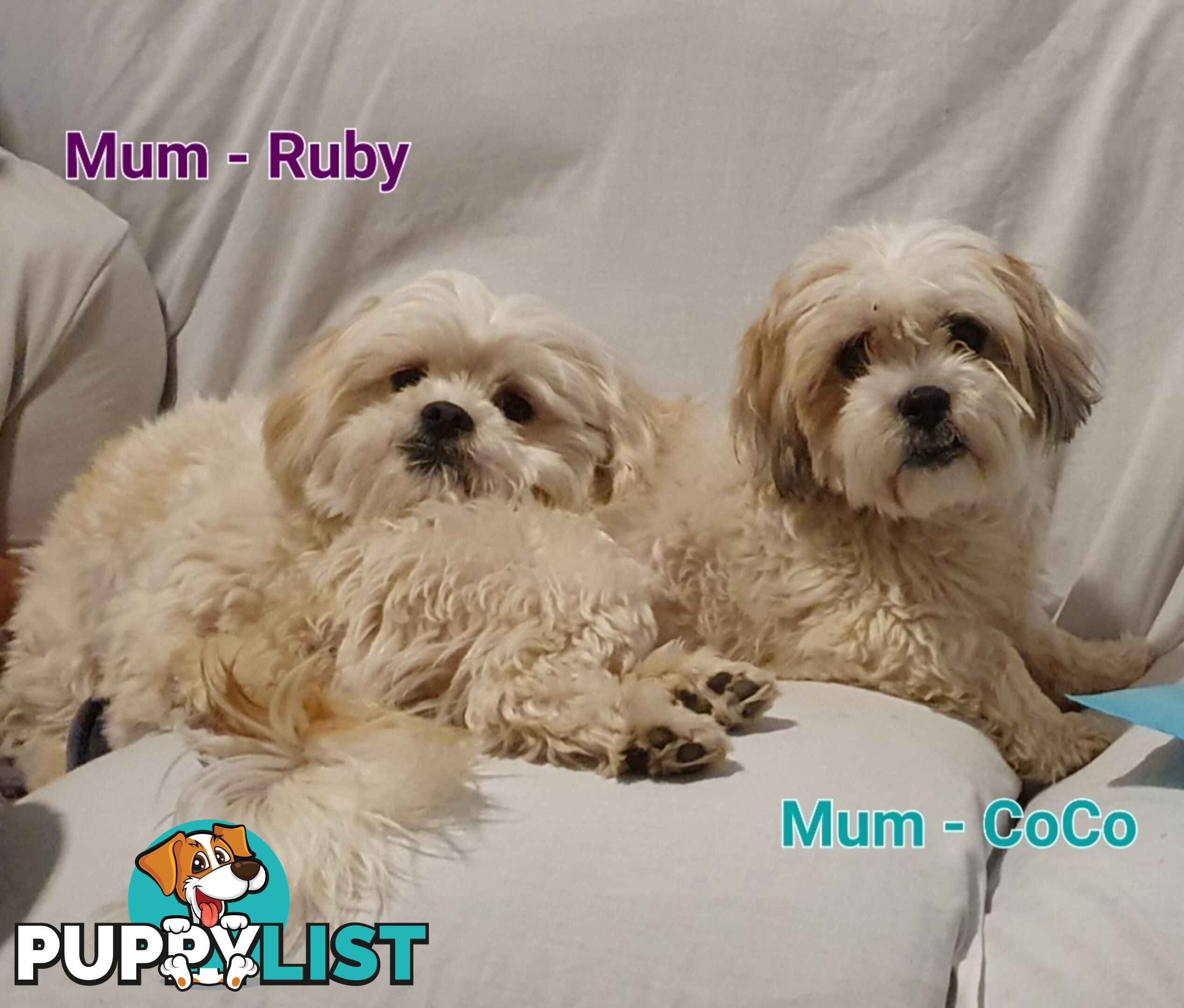Maltese x Shih Tzu (Shitzu, Shi Tzu, Shihtzu) Puppy / Puppies