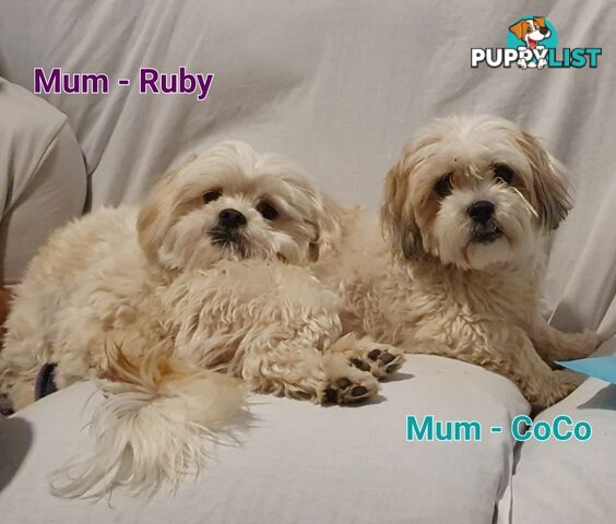 Maltese x Shih Tzu (Shitzu, Shi Tzu, Shihtzu) Puppy / Puppies