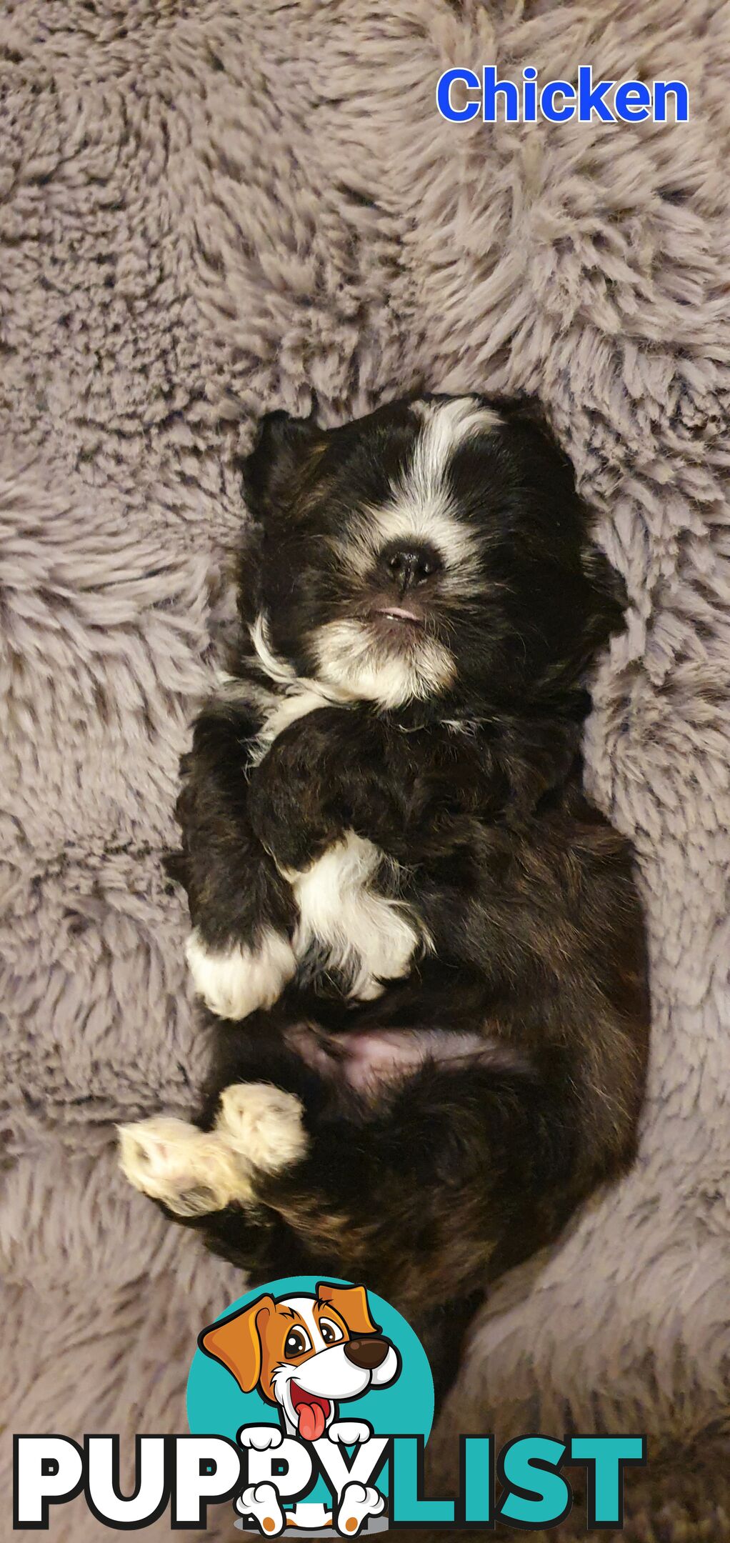 Maltese x Shih Tzu (Shitzu, Shi Tzu, Shihtzu) Puppy / Puppies