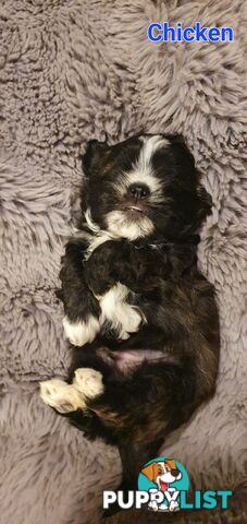 Maltese x Shih Tzu (Shitzu, Shi Tzu, Shihtzu) Puppy / Puppies