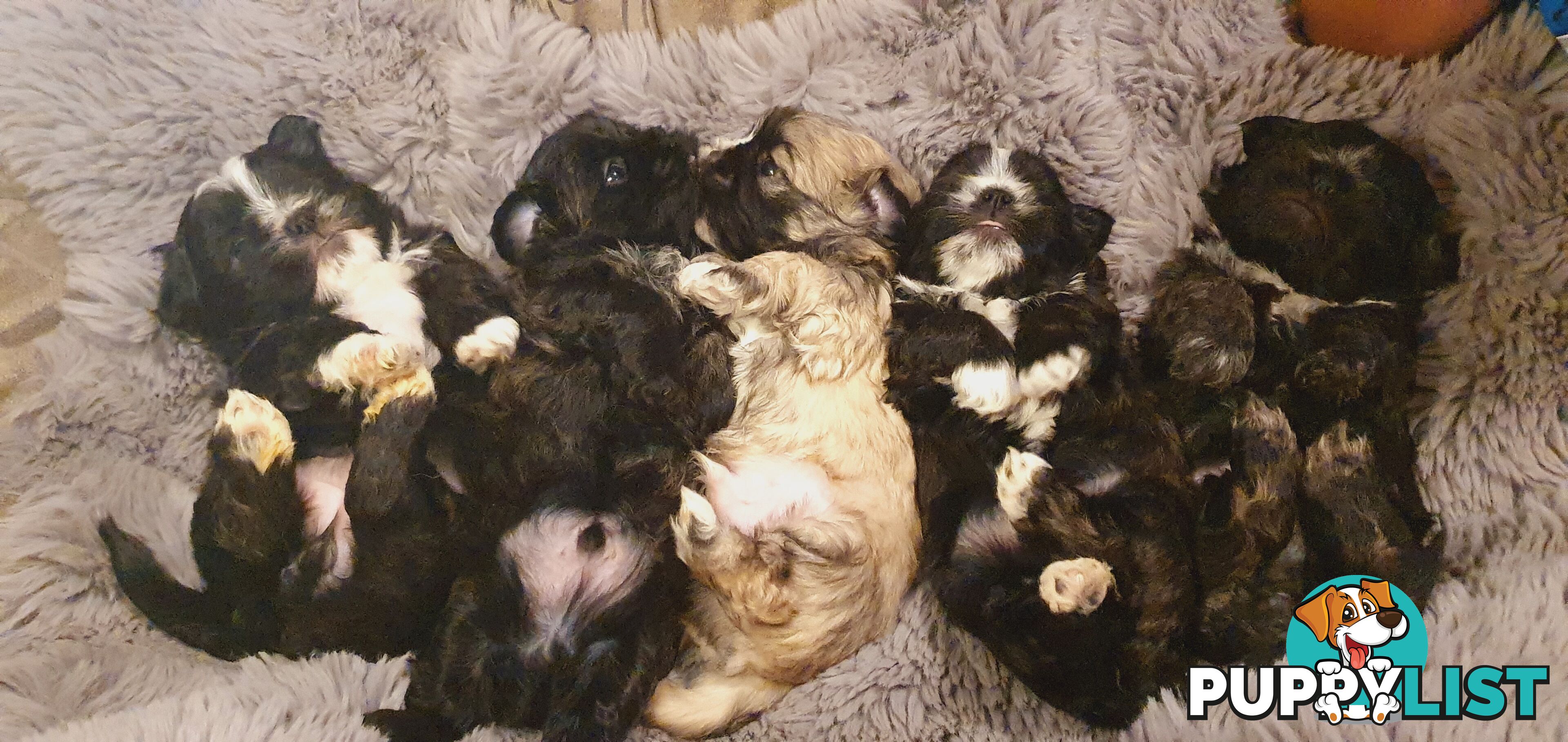 Maltese x Shih Tzu (Shitzu, Shi Tzu, Shihtzu) Puppy / Puppies