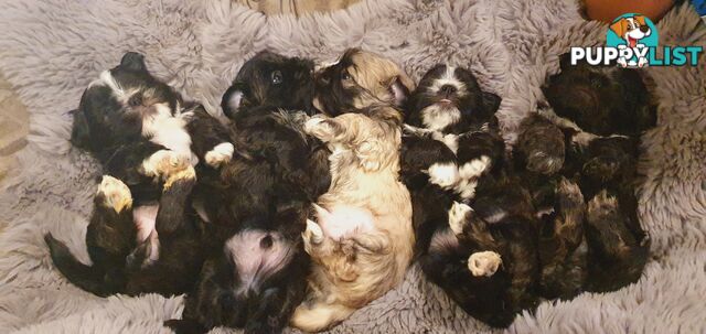 Maltese x Shih Tzu (Shitzu, Shi Tzu, Shihtzu) Puppy / Puppies