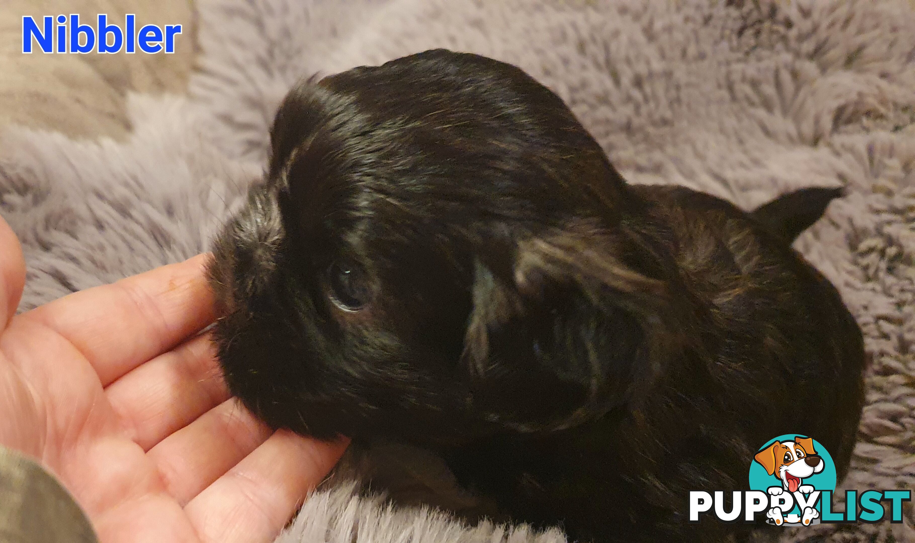 Maltese x Shih Tzu (Shitzu, Shi Tzu, Shihtzu) Puppy / Puppies