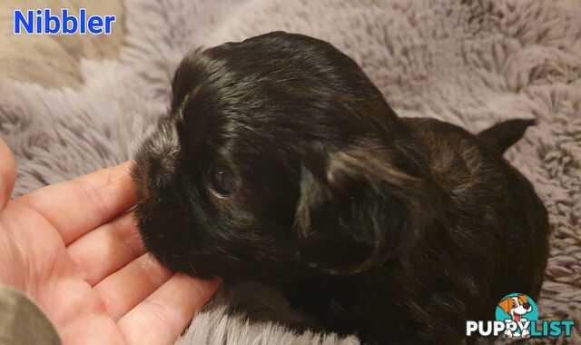 Maltese x Shih Tzu (Shitzu, Shi Tzu, Shihtzu) Puppy / Puppies