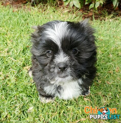 Maltese x Shih Tzu (Shitzu, Shi Tzu, Shihtzu) Puppy / Puppies