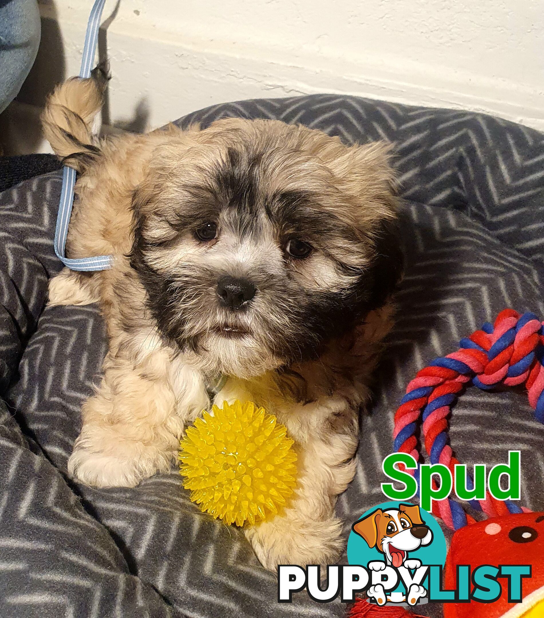 Maltese x Shih Tzu ( Shitzu Shi Tzu Shihtzu Puppy / Puppies