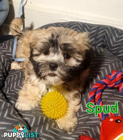 Maltese x Shih Tzu ( Shitzu Shi Tzu Shihtzu Puppy / Puppies
