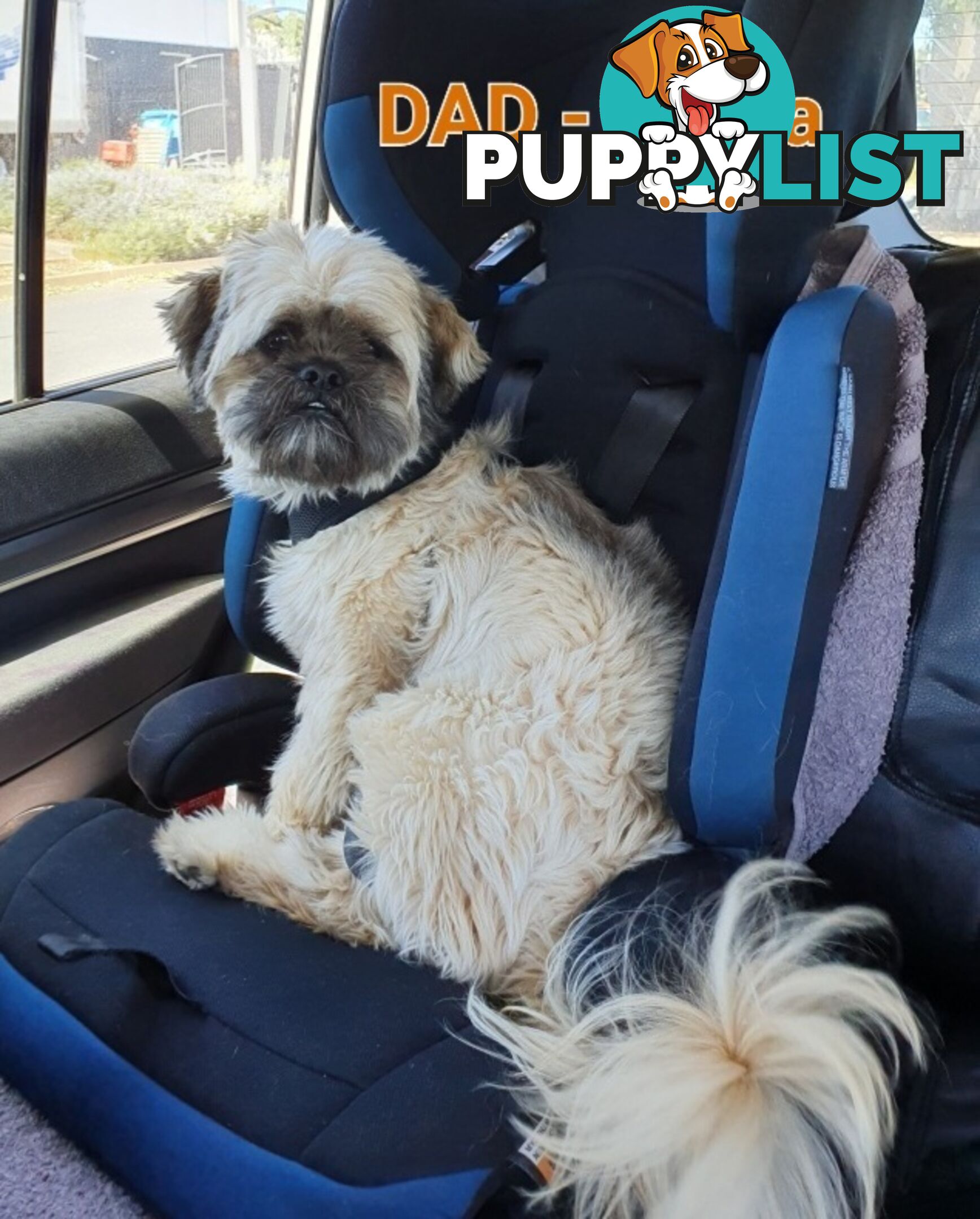 Maltese x Shih Tzu ( Shitzu Shi Tzu Shihtzu Puppy / Puppies