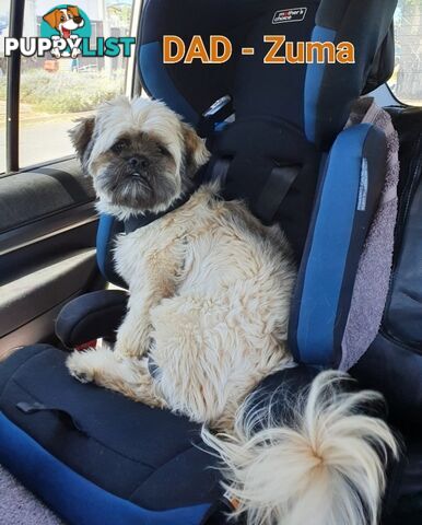 Maltese x Shih Tzu ( Shitzu Shi Tzu Shihtzu Puppy / Puppies
