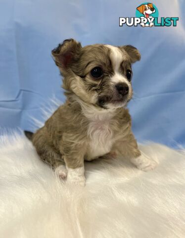 Long hair apple head Chihuahua puppy