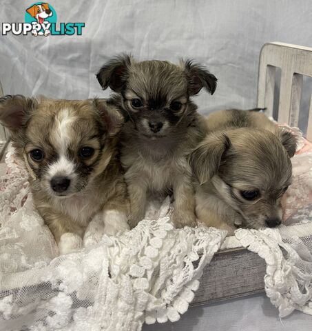 Long hair apple head Chihuahua puppies