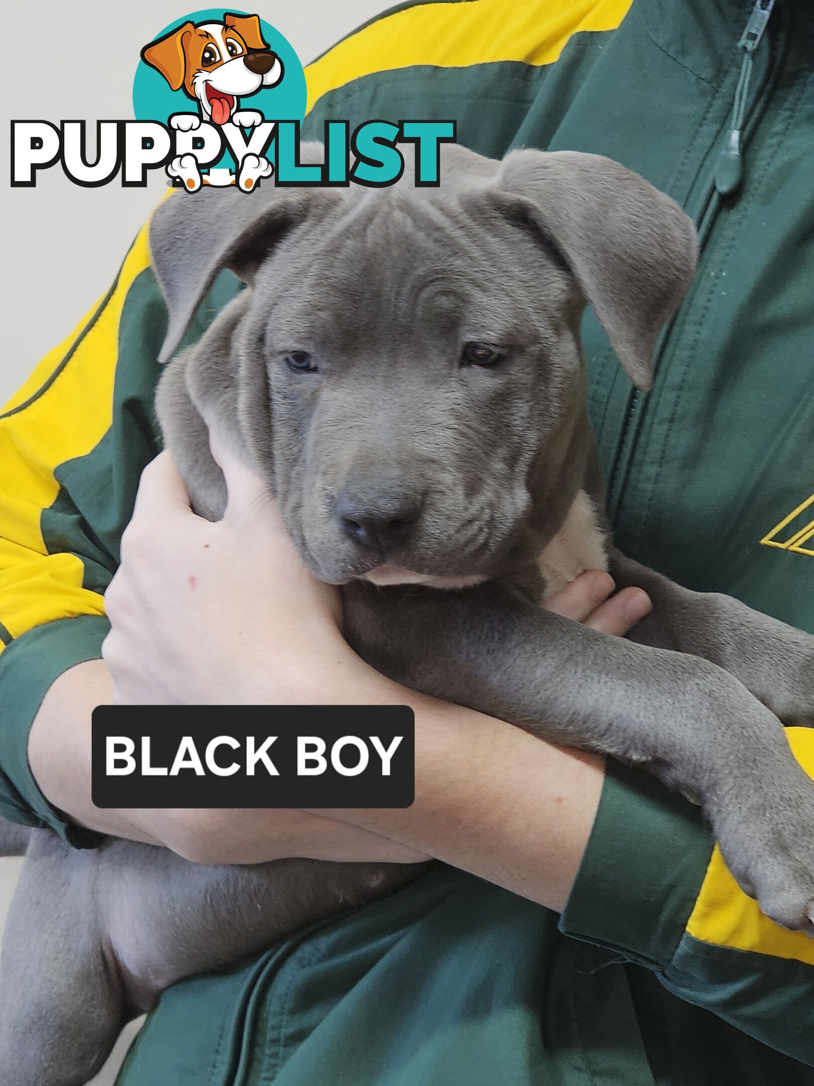 Blue American Staffy