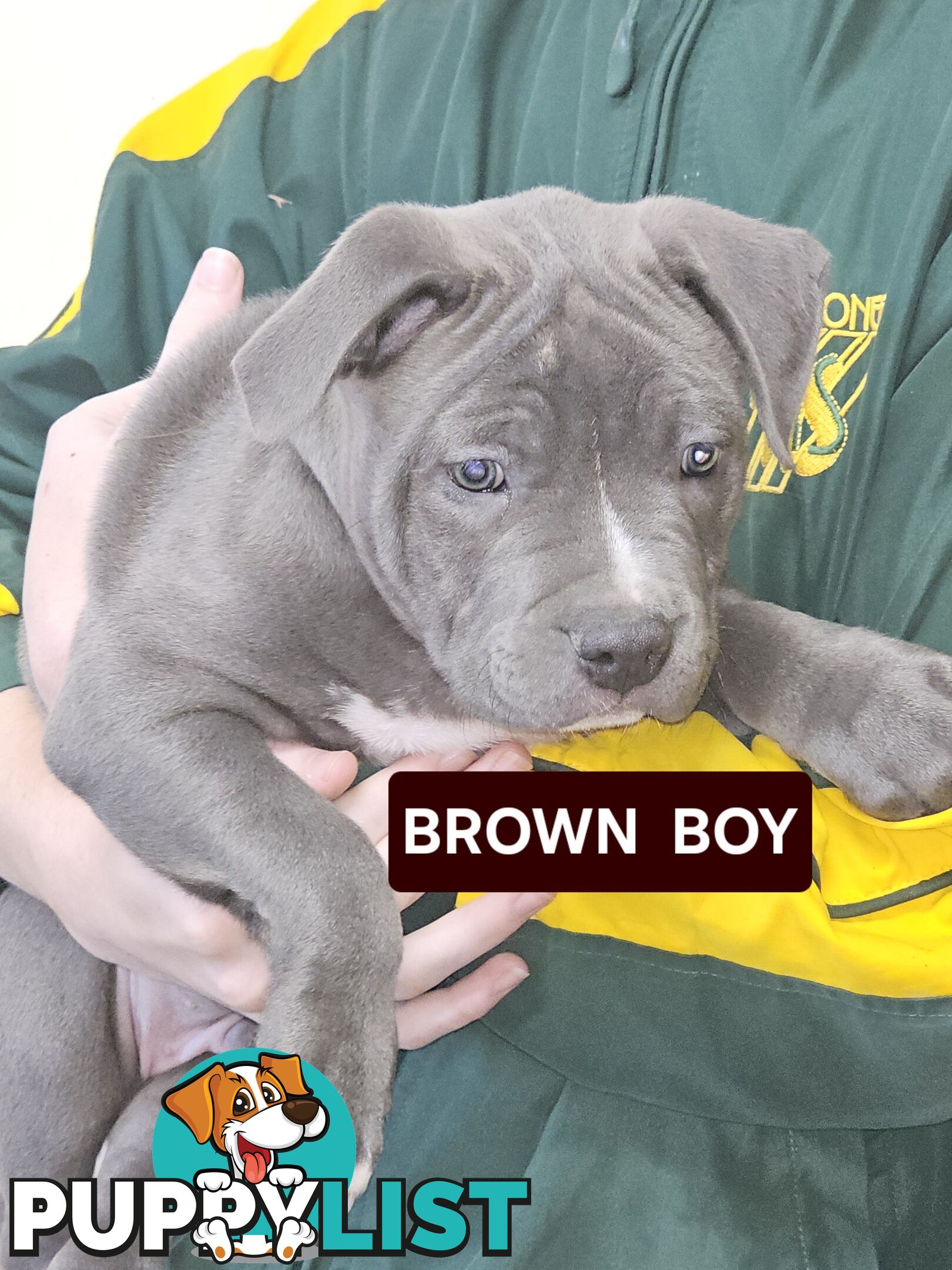 Blue American Staffy