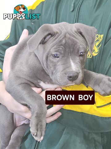 Blue American Staffy