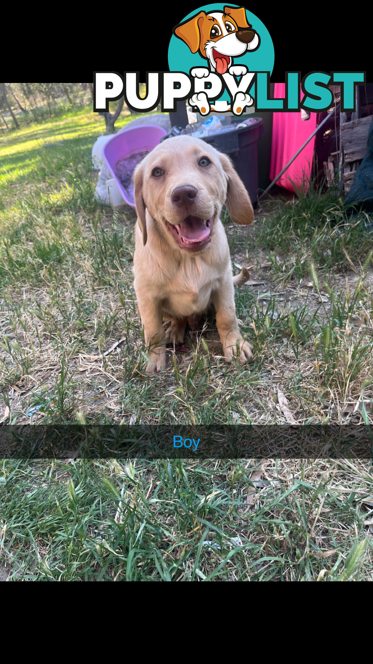 Labrador puppies