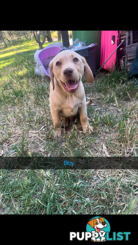 Labrador puppies